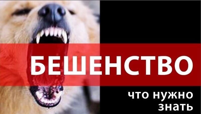 Алгоритм действий в случае обнаружения диких плотоядных с признаками особо опасных болезней.